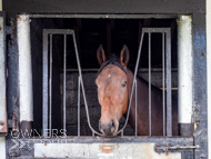 NH051025-85 - Nicky Henderson Stable Visit